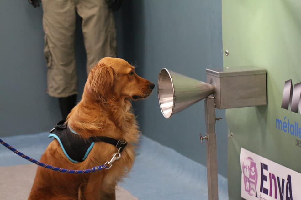 Pokaa, premier chien d'assistance HANDI'CHIENS formé à la détection de la COVID