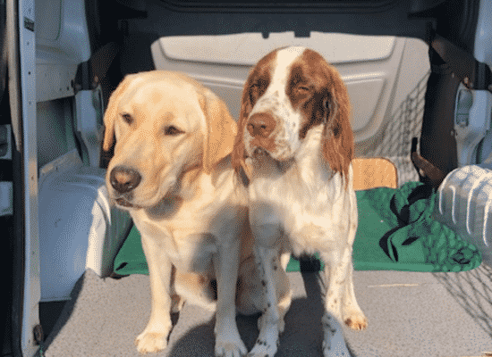 Ostin et Ovni, futurs chiens d'accompagnement social, centre HANDI'CHIENS Bretagne