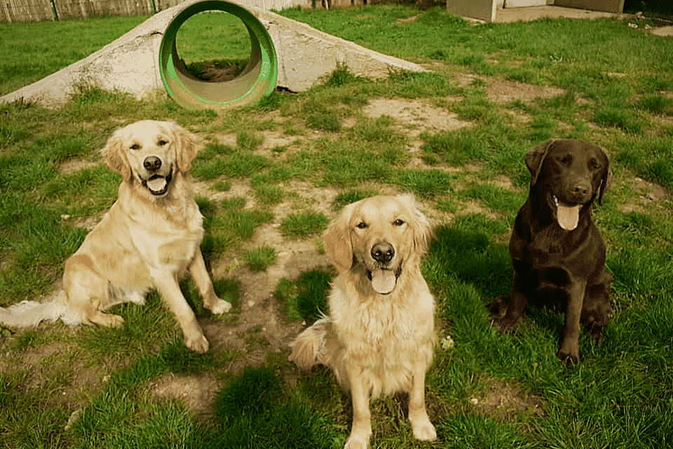 Chiens en formation centre Handi'Chiens Alençon