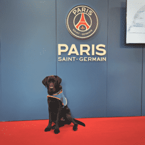 Réglisse, Handi'Chiens, pose devant le logo du PSG