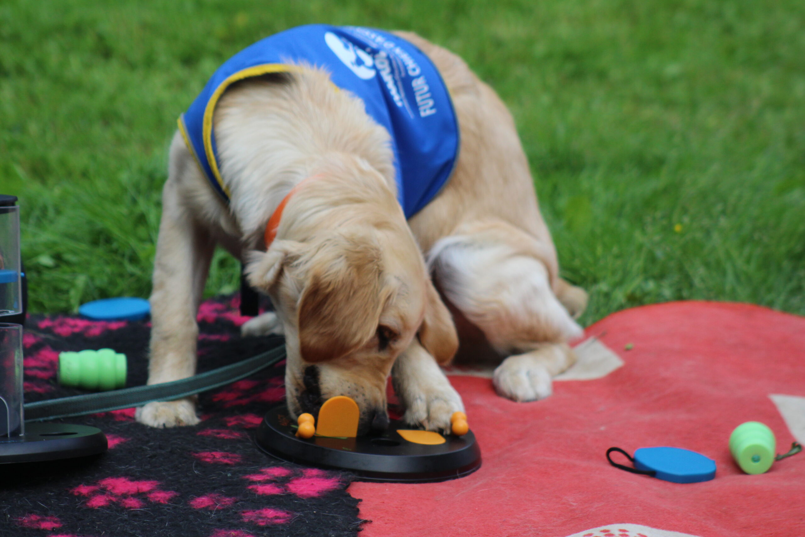 Un chien d'assistance HANDI'CHIENS en train de prendre sa récompense avec un jeu stimulant