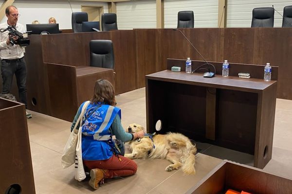 Un chien d'assistance dans un tribunal