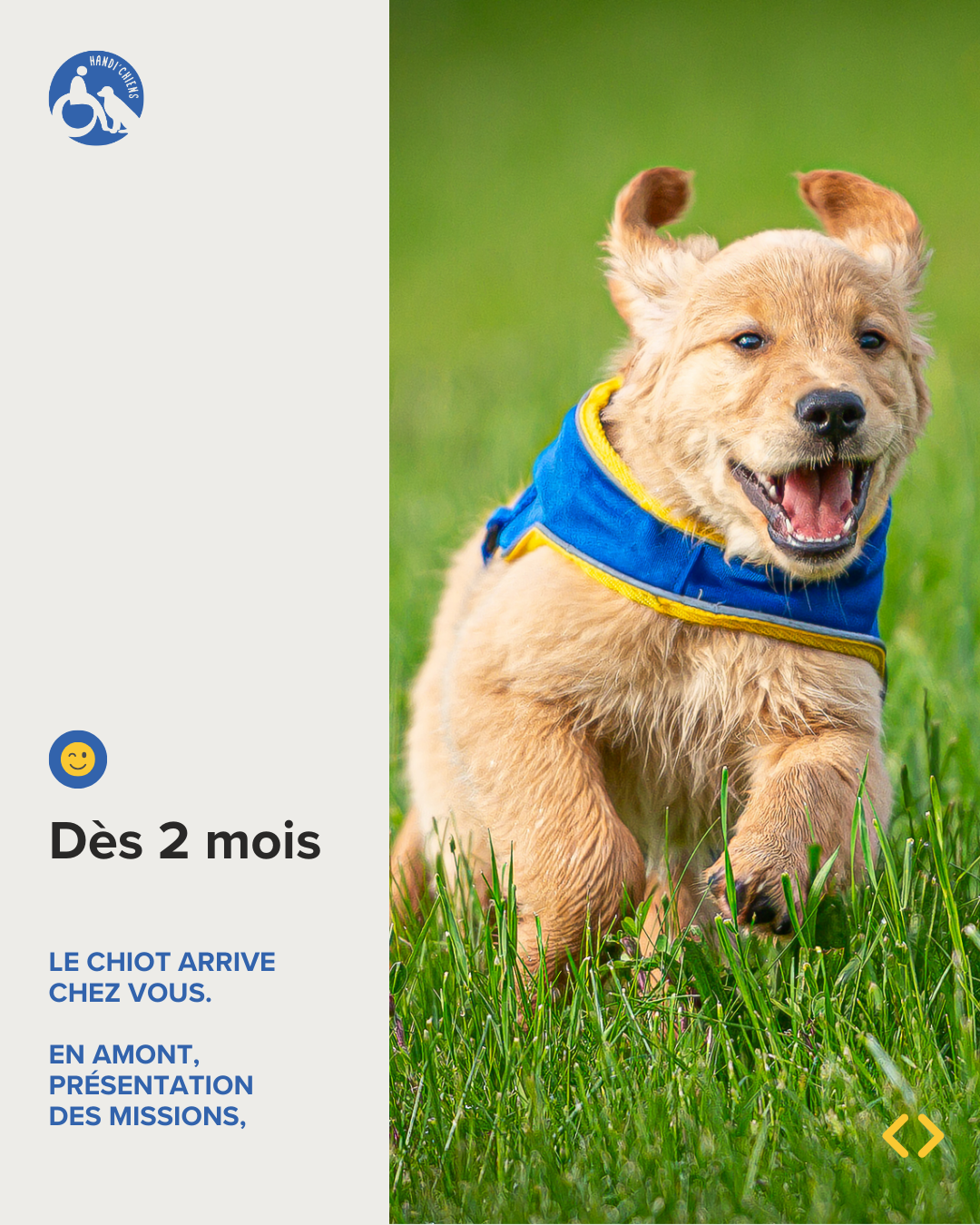 Dès 2 mois, le chiot arrive chez vous. En amont, présentation des missions