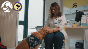Suki, chienne d’assistance judiciaire, en séance avec sa référente à la Maison des Femmes
