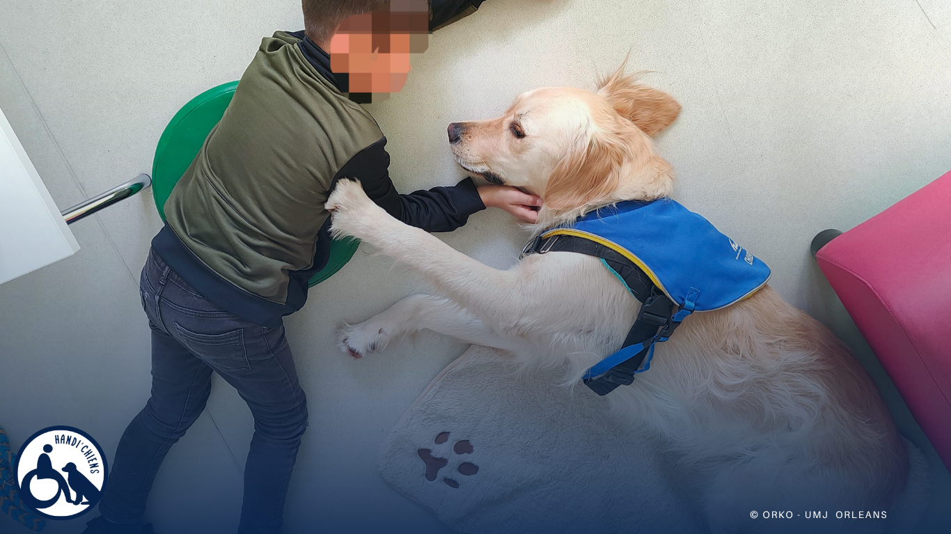 Médiation animale : vers un cadre légal historique - Un enfant en contact avec un chien d'assistance judiciaire HANDI'CHIENS pendant une audition