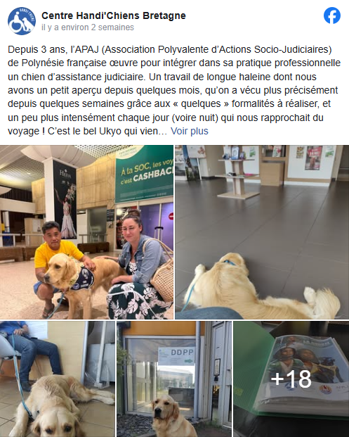 Arrivée d'Ukyo, premier chien d'assistance judiciaire en Polynésie