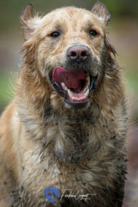 Stage Lyon Frédéric Coignot pour HANDI'CHIENS (10)