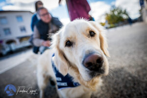 Stage Lyon Frédéric Coignot pour HANDI'CHIENS (14)