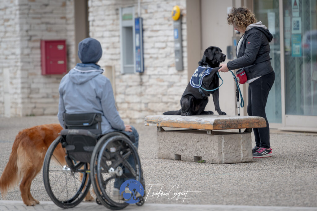 Chien d'assistance HANDI'CHIENS avec une personne en fauteuil et une personne debout